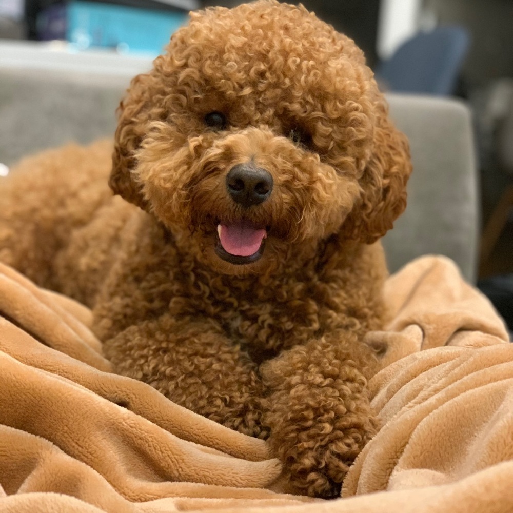 Meet your Posher, Laura